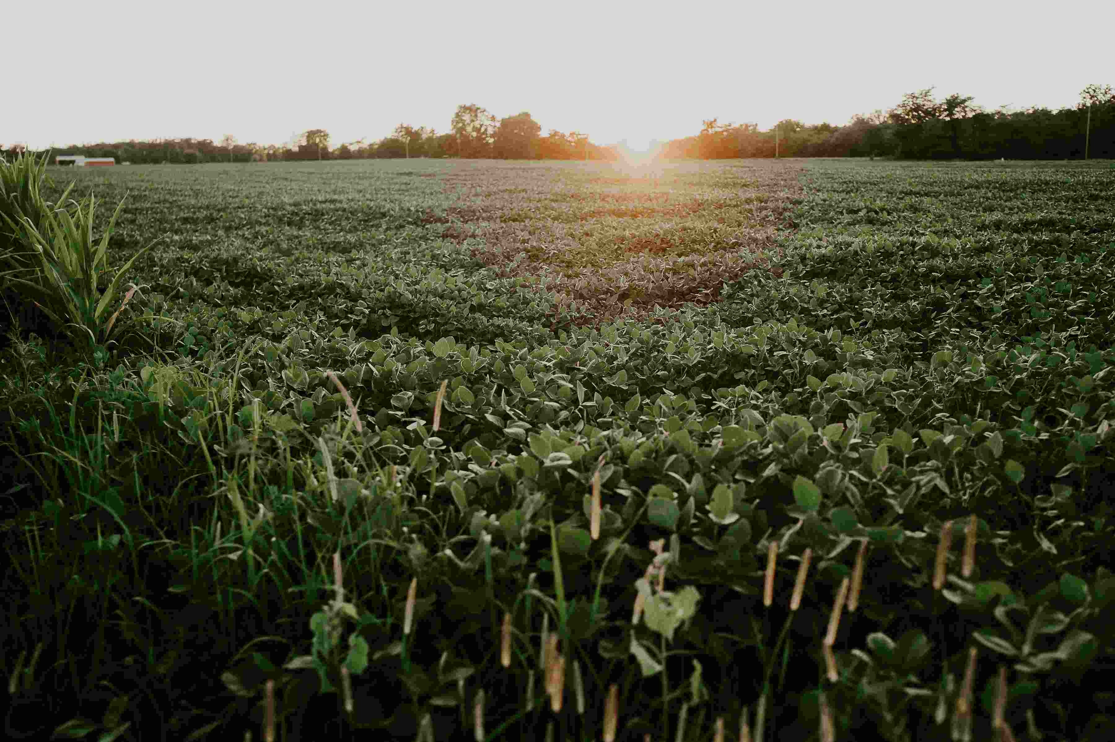 Soybeans